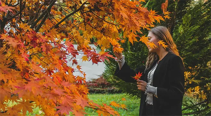 Collection Douceurs Automne partie 2